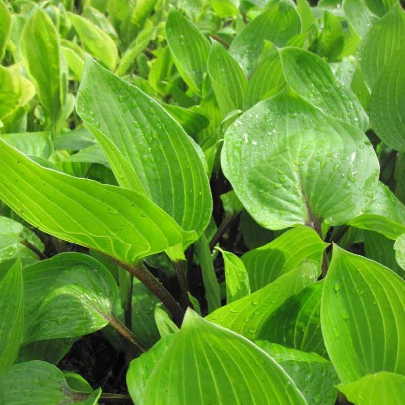 Hosta Purple Heart (Foliage)