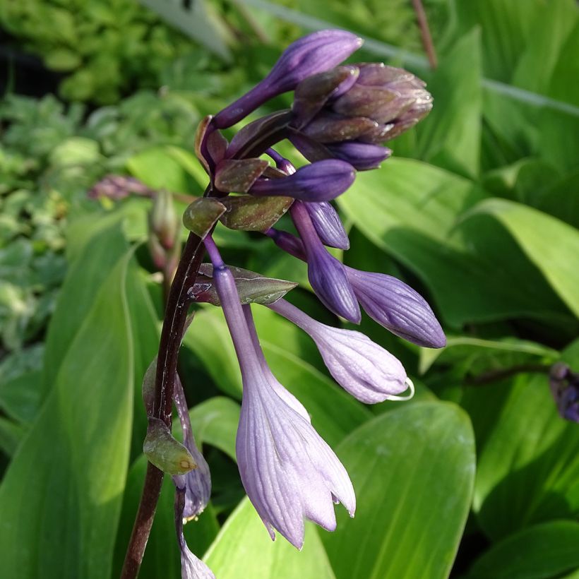 Hosta Purple Heart (Flowering)