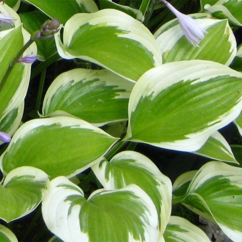 Hosta Queen Josephine (Foliage)