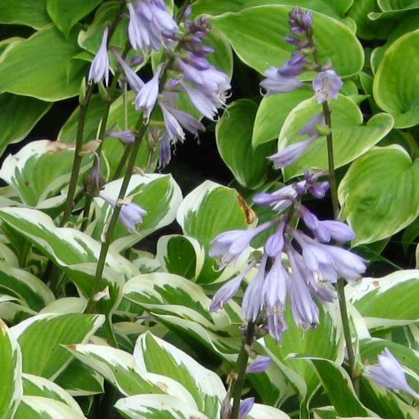 Hosta Queen Josephine (Flowering)