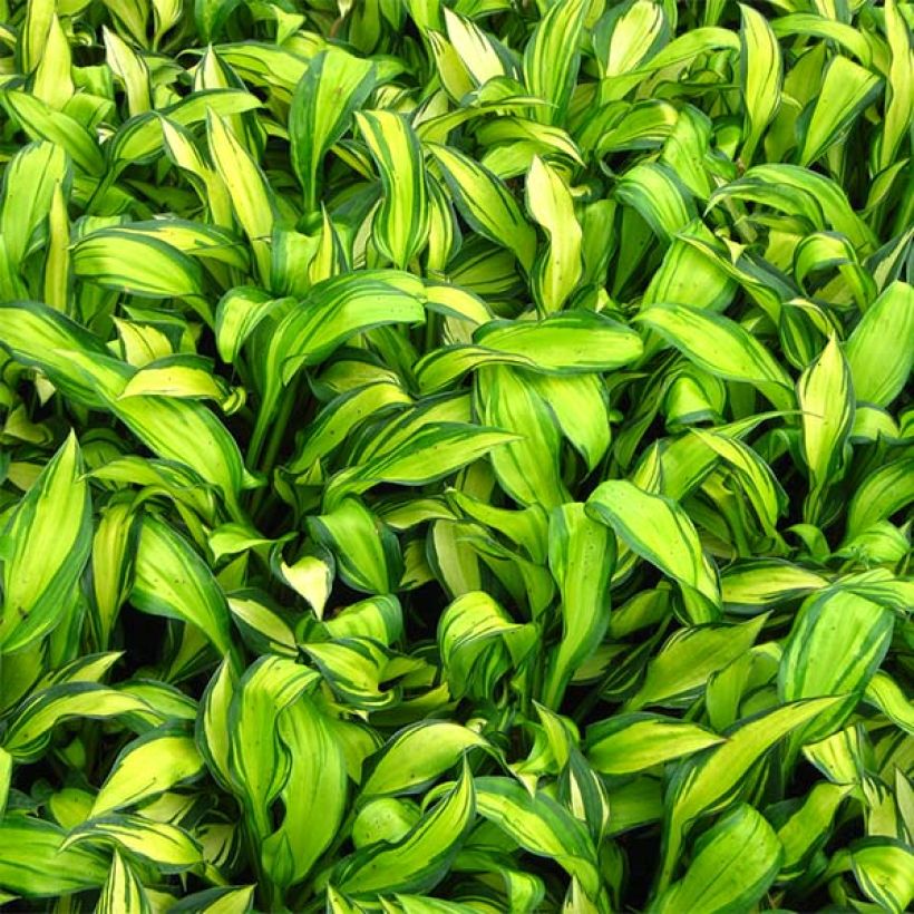 Hosta Rainbows End (Foliage)