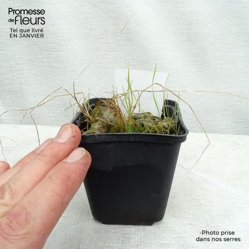 Hosta Rainbows End 8/9 cm pot sample as delivered in winter
