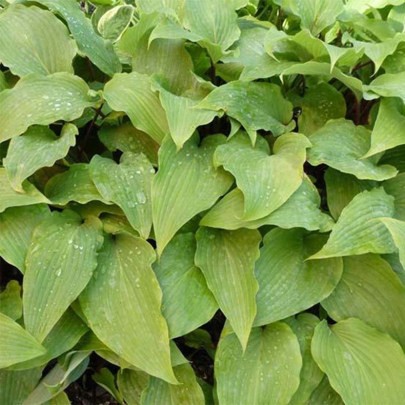 Hosta Red October (Foliage)