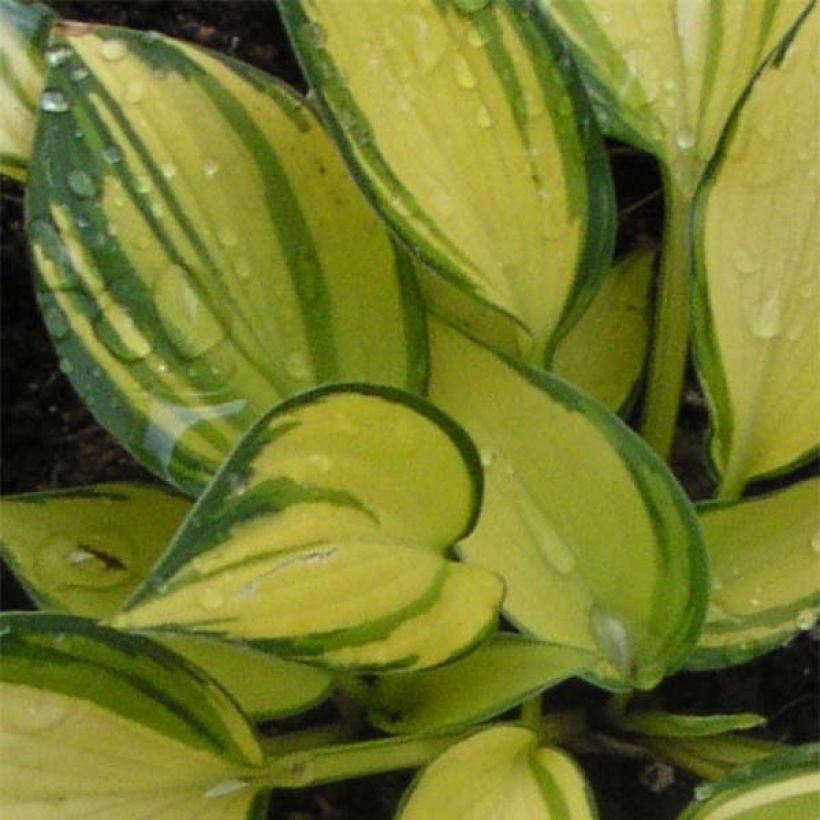 Hosta Remember Me (Foliage)