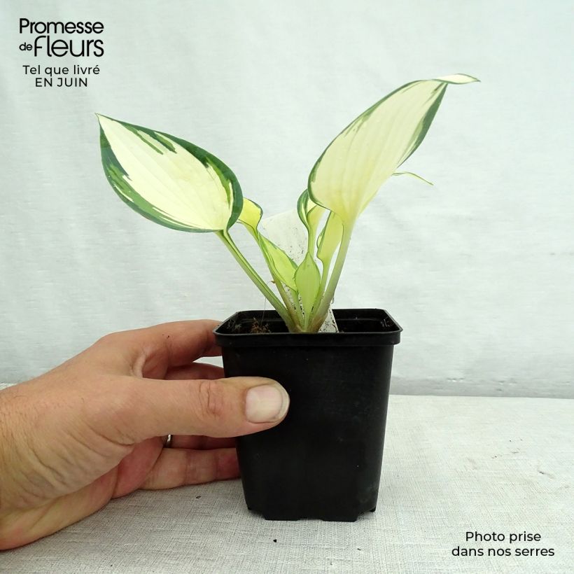 Hosta Remember Me 8/9 cm pot sample as delivered in summer