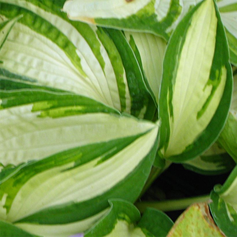 Hosta Reversed (Foliage)