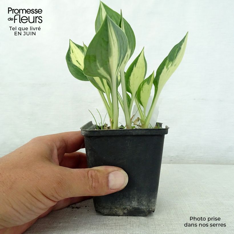 Hosta Revolution 8/9 cm pot sample as delivered in summer