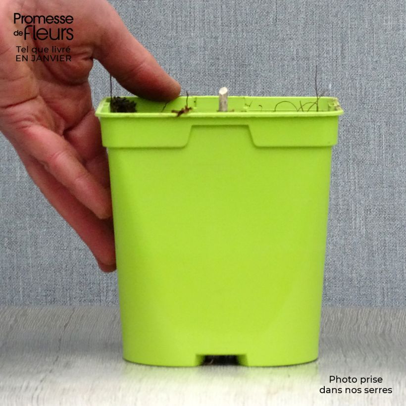 Hosta Revolution 2L/3L pot sample as delivered in winter