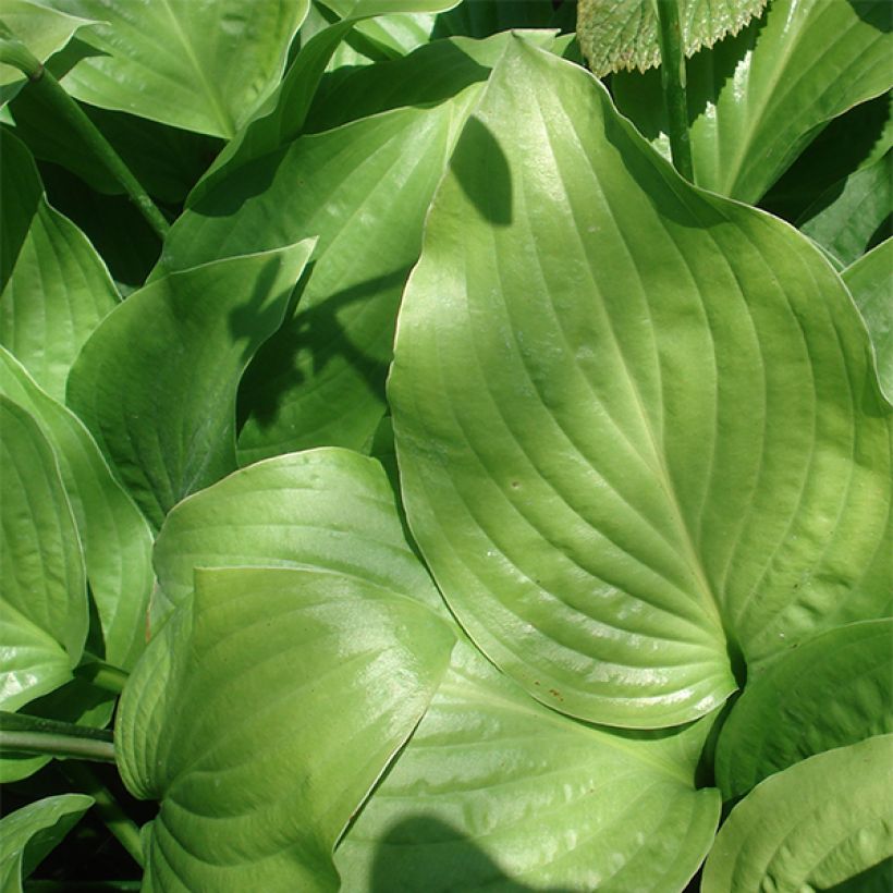 Hosta Royal Standard (Foliage)