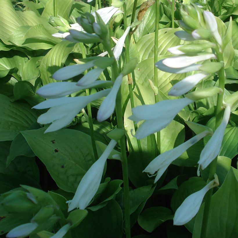 Hosta Royal Standard (Flowering)