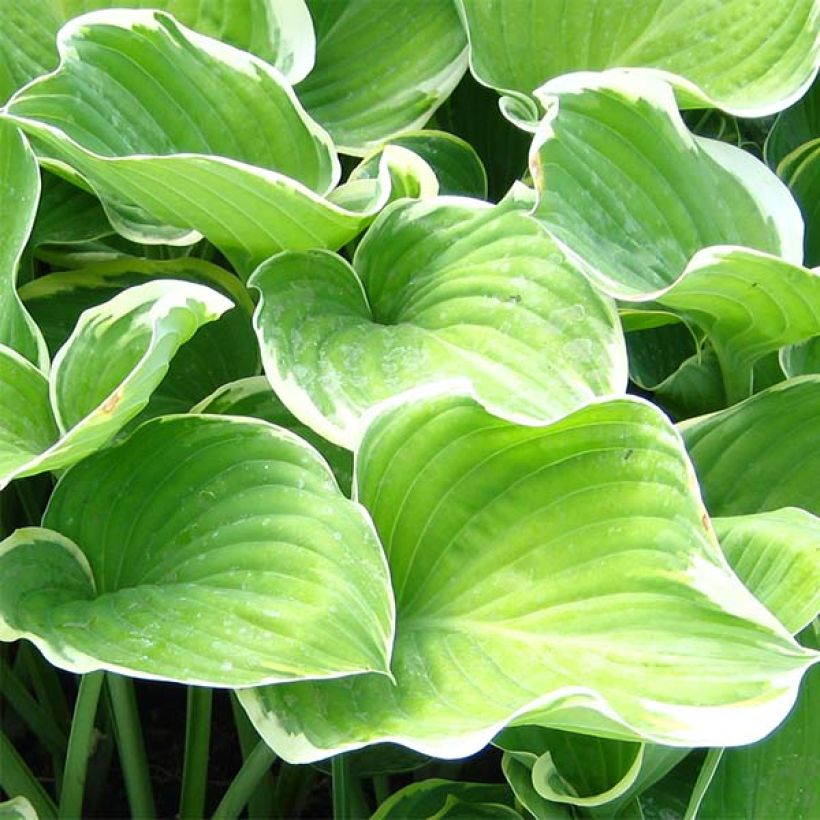 Hosta fluctuans Sagae (Foliage)