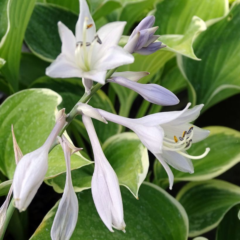 Hosta fluctuans Sagae (Flowering)