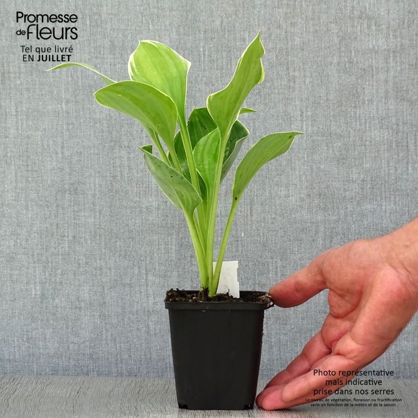 Hosta fluctuans Sagae 8/9 cm pot sample as delivered in summer