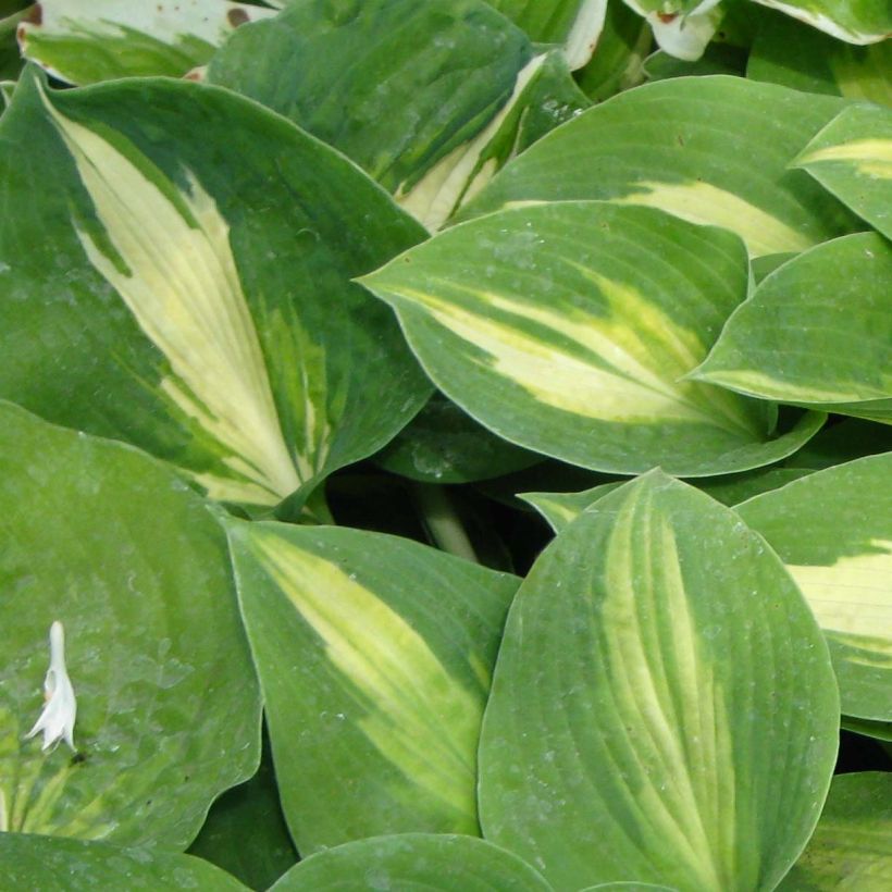 Hosta Saint Paul (Foliage)