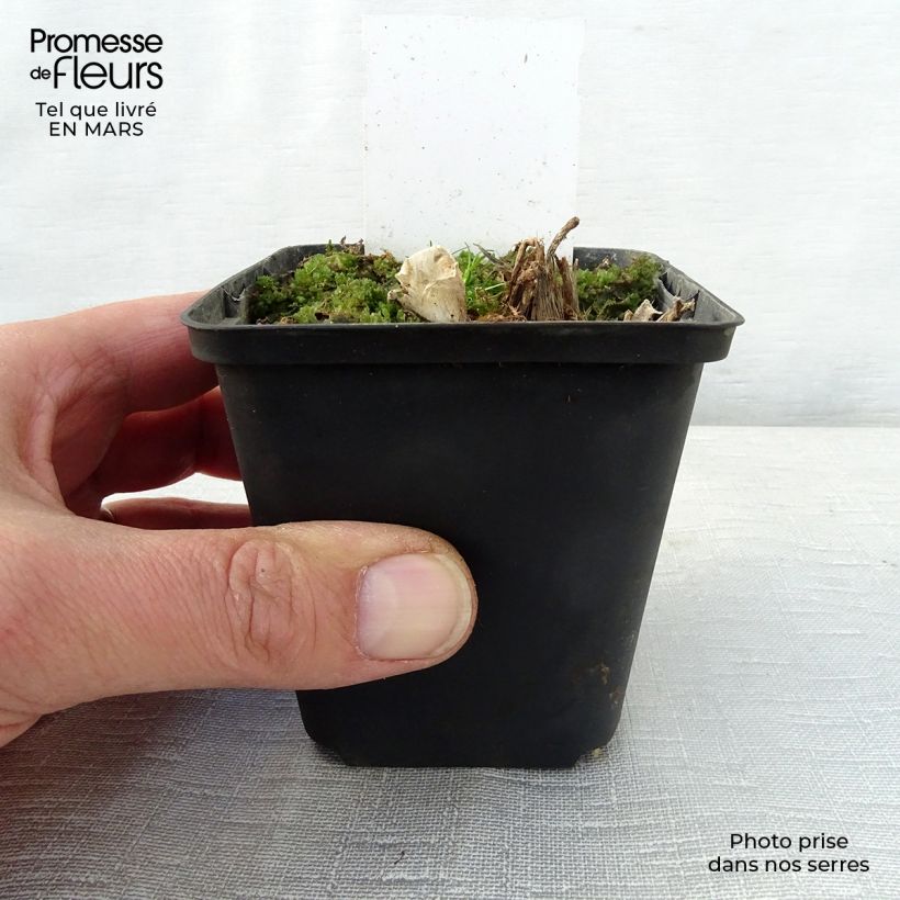 Hosta Saint Paul 8/9 cm pot sample as delivered in spring
