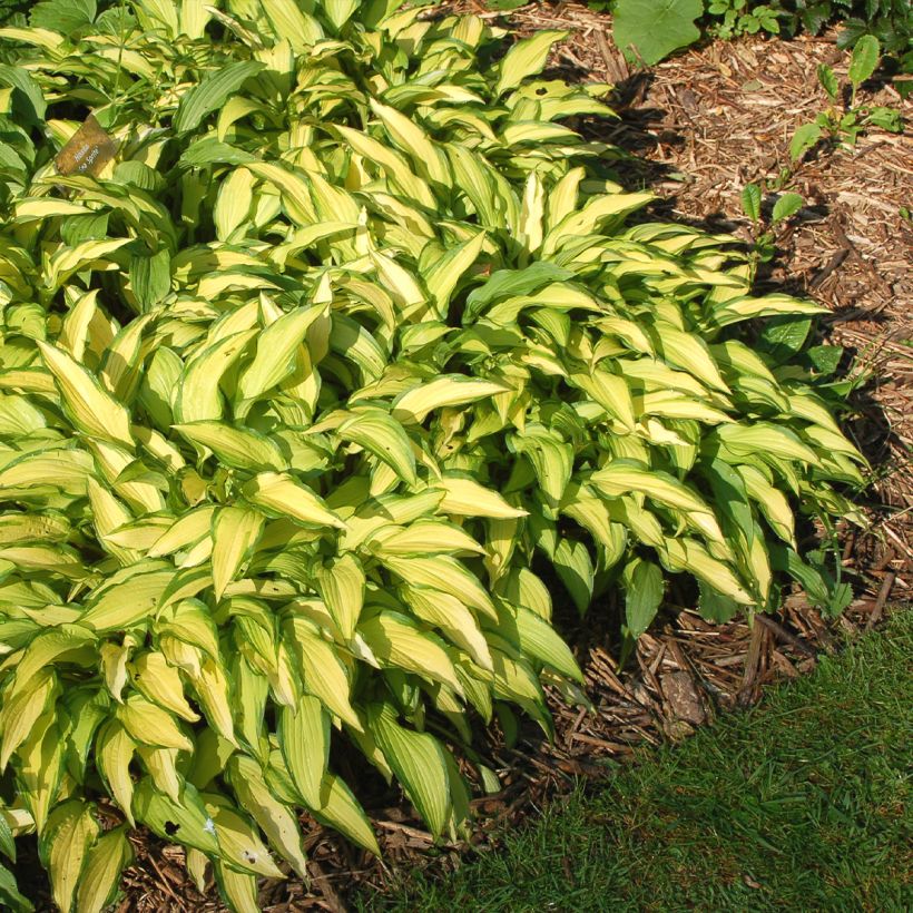 Hosta Sea Sprite (Plant habit)