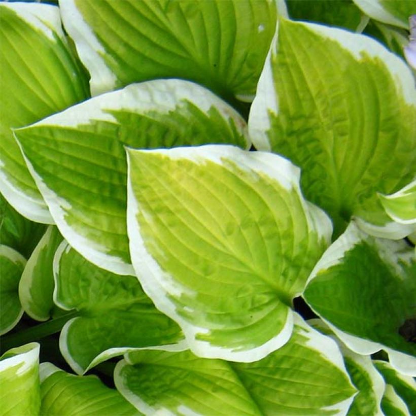 Hosta Shade Fanfare (Foliage)