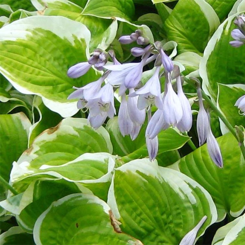 Hosta Shade Fanfare (Flowering)
