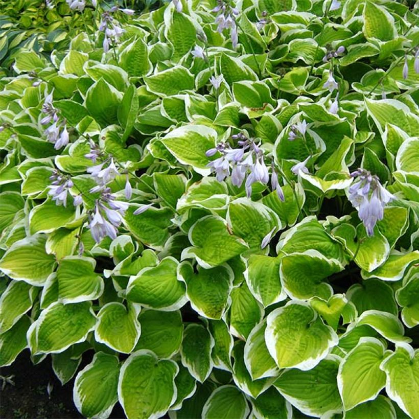 Hosta Shade Fanfare (Plant habit)