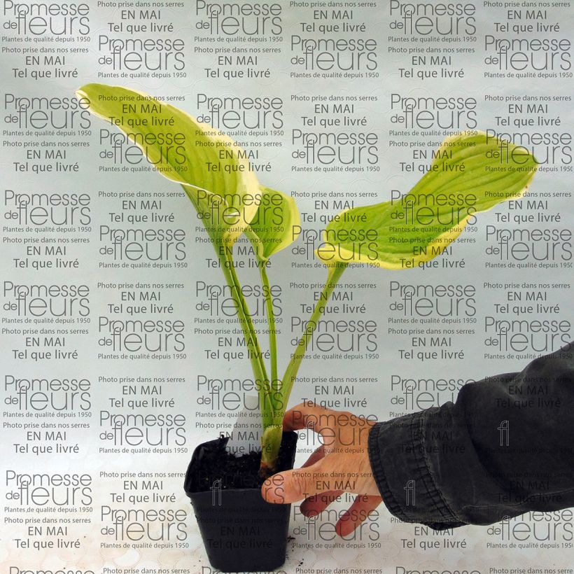 Example of Hosta Shade Fanfare 8/9 cm pot specimen as delivered