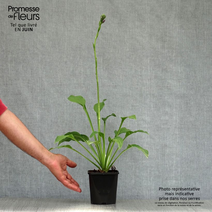 Hosta  Siberian Tiger 1.5L/2L pot sample as delivered in summer
