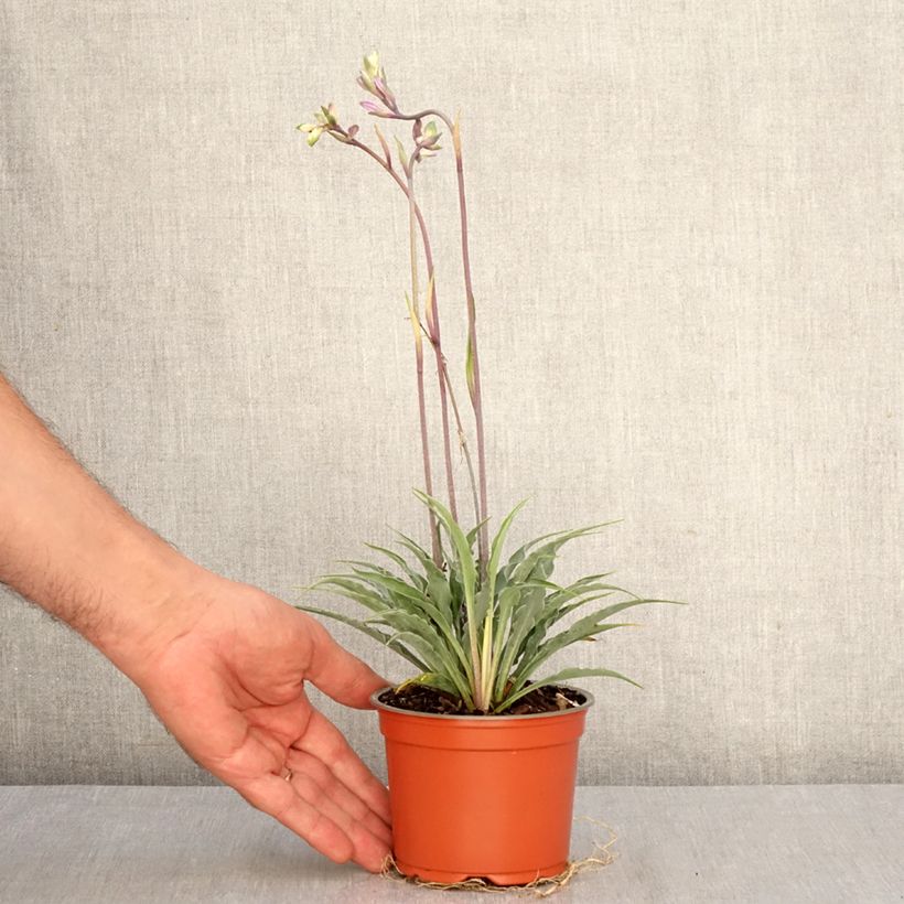 Hosta  Silly String 12cm pot sample as delivered in autumn