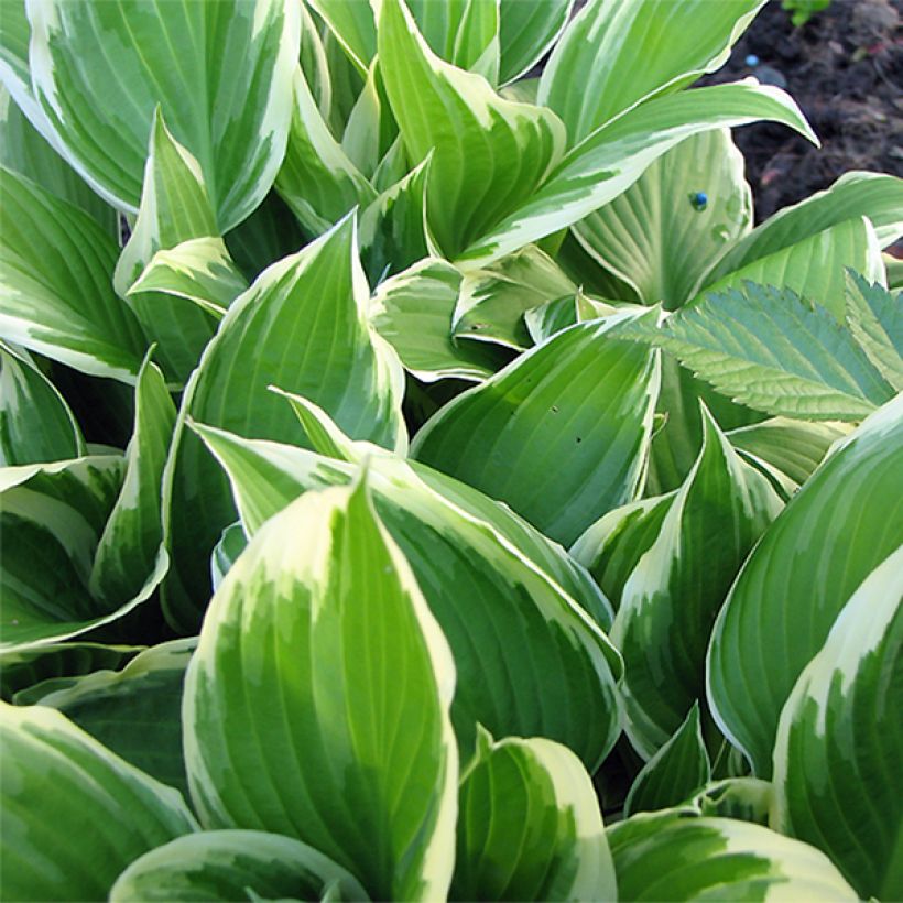 Hosta Silver Crown (Foliage)