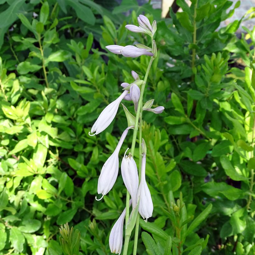 Hosta Silver Crown (Flowering)