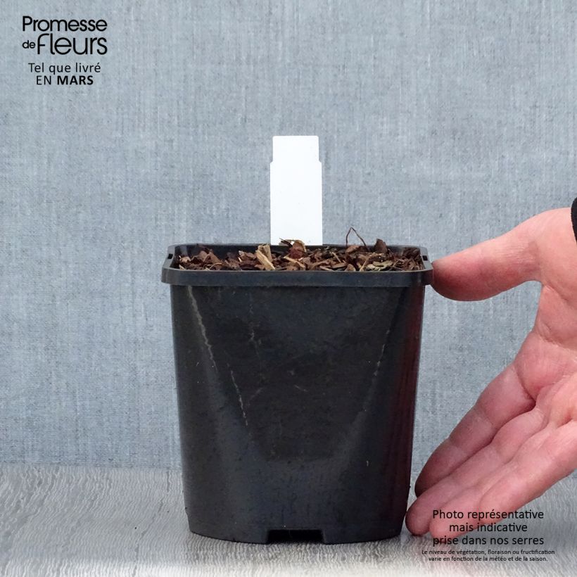 Hosta  Snake Eyes 1.5L/2L pot sample as delivered in spring