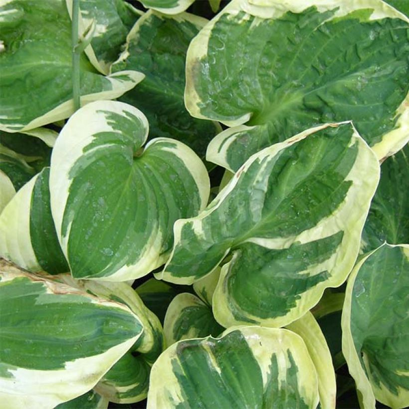 Hosta Snow Cap (Foliage)