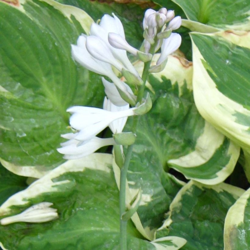 Hosta Snow Cap (Flowering)