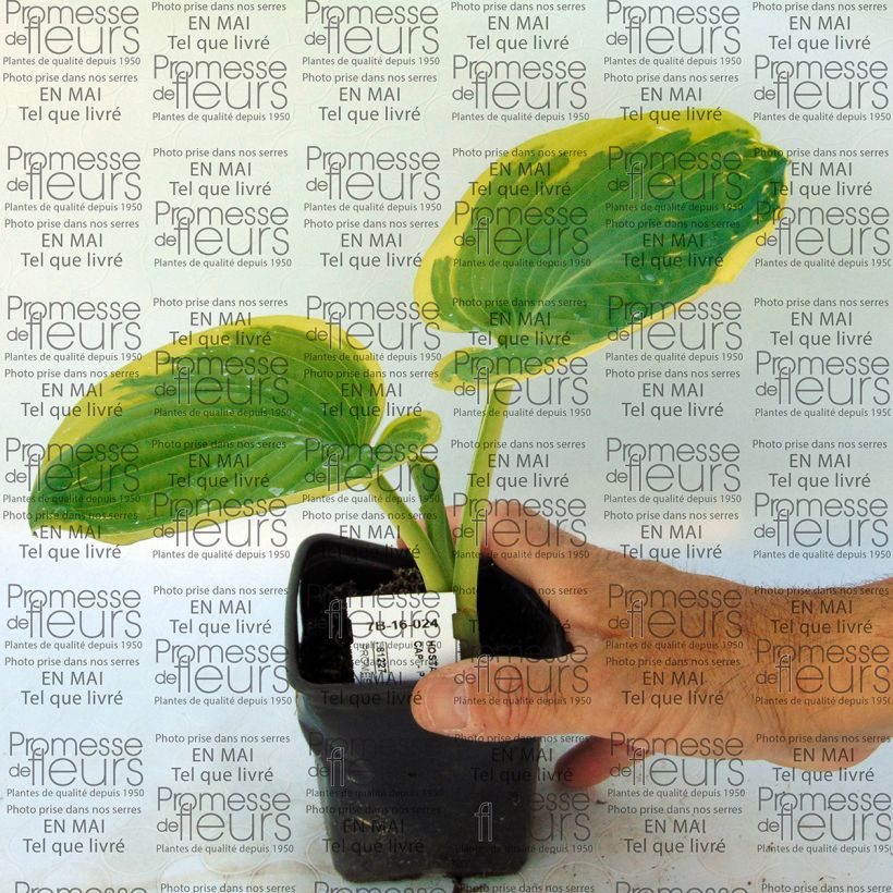 Example of Hosta Snow Cap 8/9 cm pot specimen as delivered