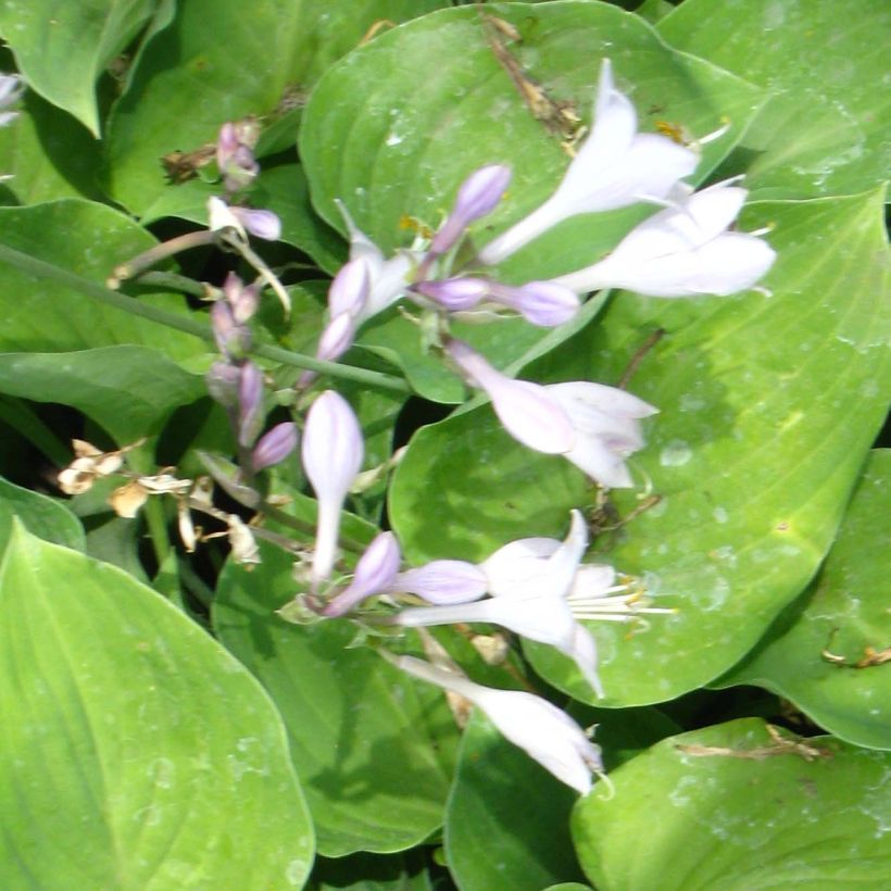 Hosta  Special Gift (Flowering)