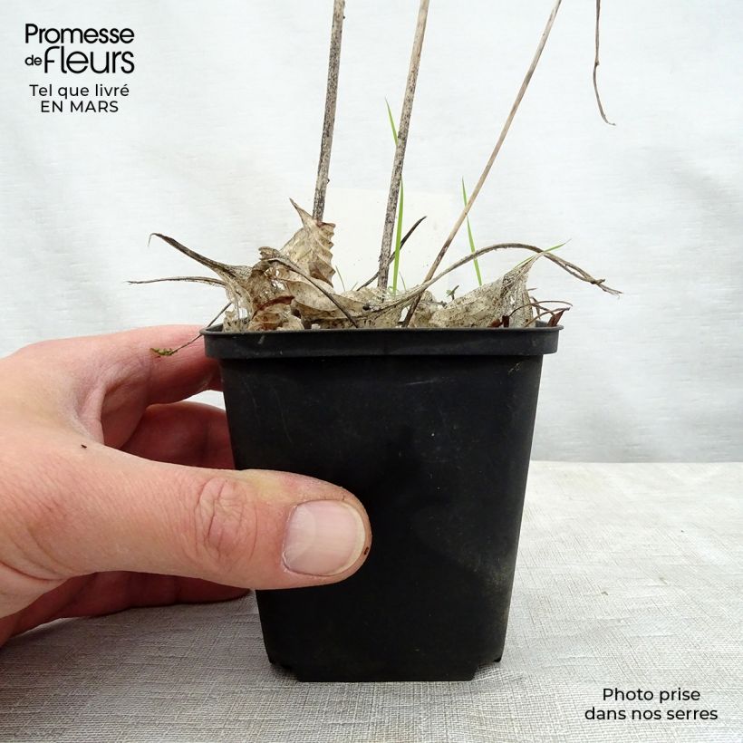 Hosta  Special Gift 8/9 cm pot sample as delivered in spring