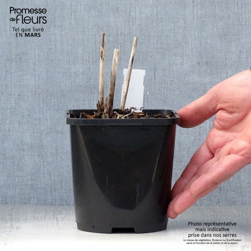 Hosta Spritzer Pot de 1,5L/2L sample as delivered in spring