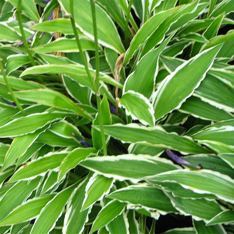 Hosta Stiletto (Foliage)