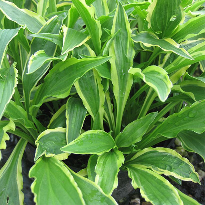 Hosta Stiletto (Plant habit)