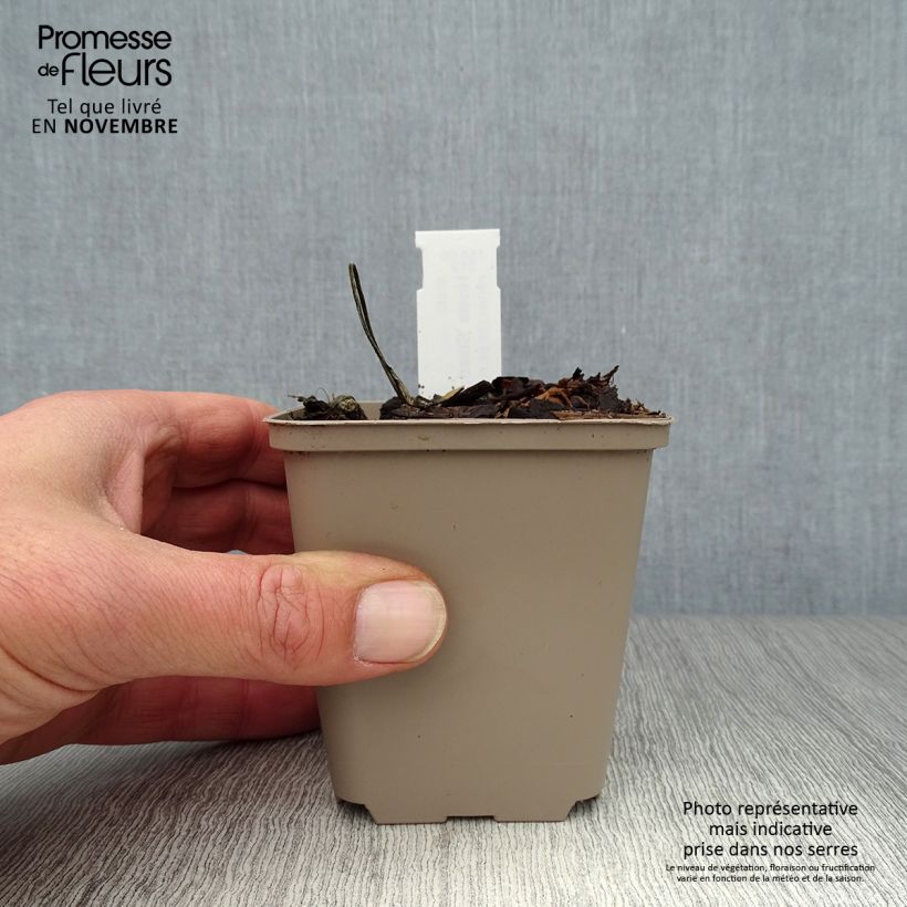 Hosta Stiletto 8/9 cm pot sample as delivered in autumn