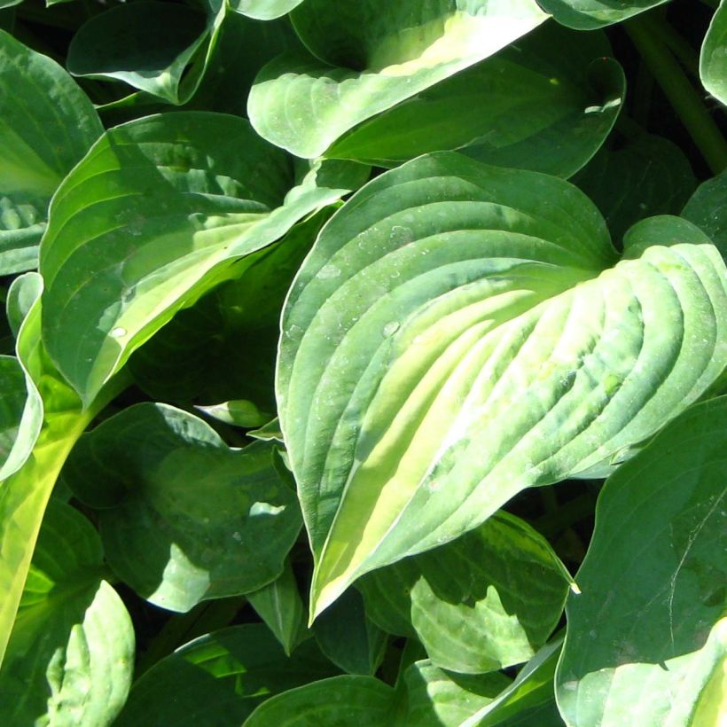 Hosta Striptease (Foliage)