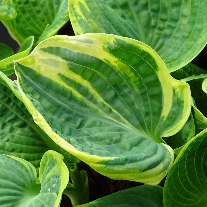 Hosta  Sugar Daddy (Foliage)