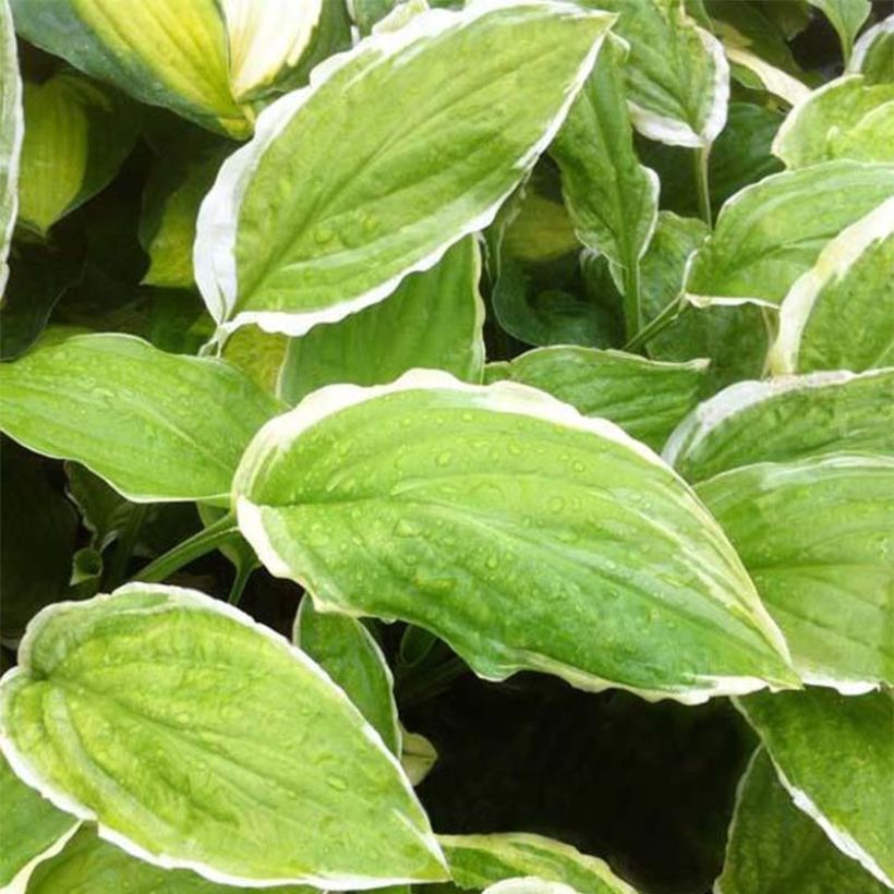 Hosta  Sugar and Cream (Foliage)