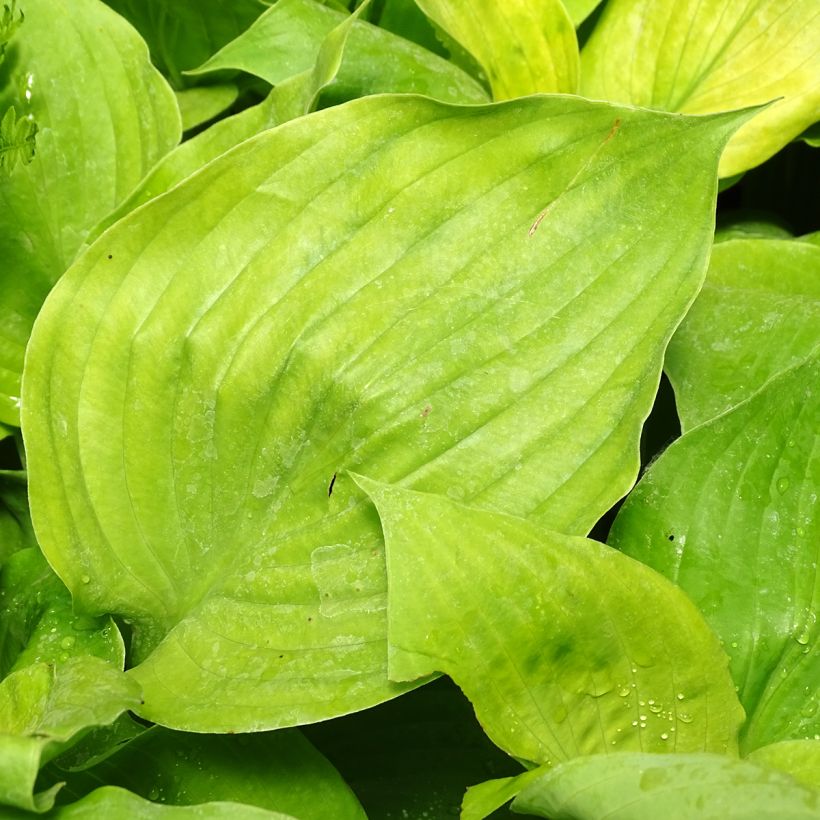 Hosta Sum and Substance (Foliage)