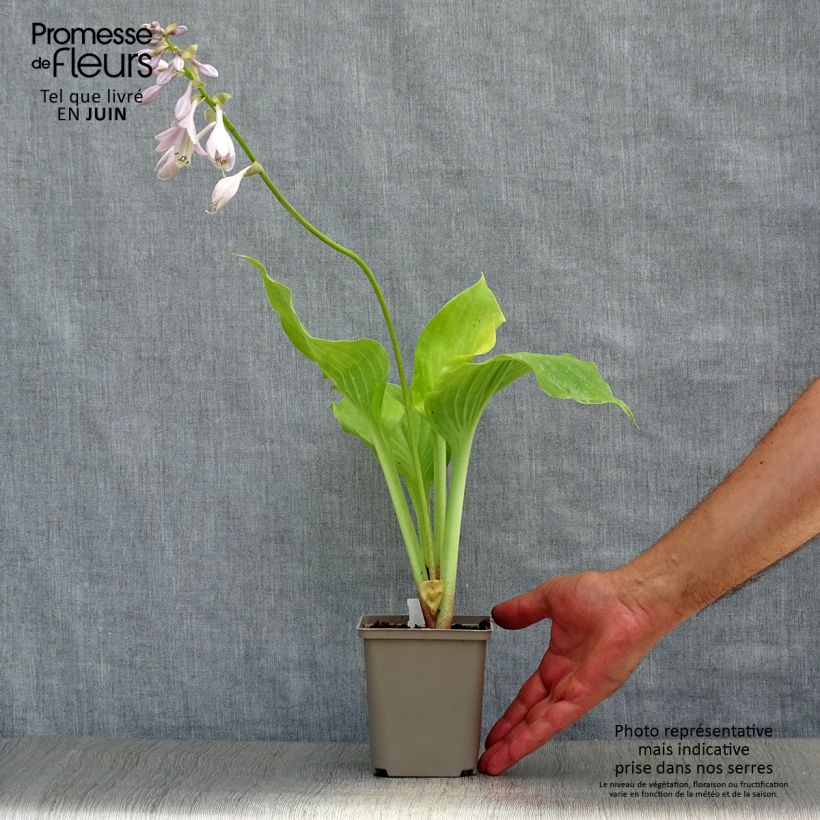 Hosta Sum and Substance 8/9 cm pot sample as delivered in summer
