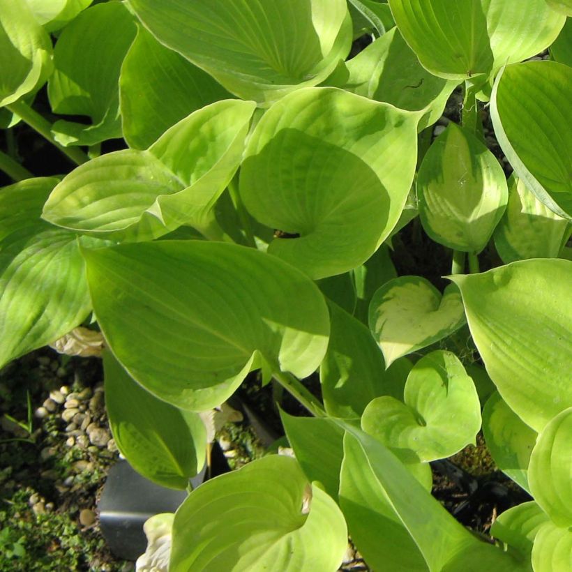 Hosta  Sum of All (Foliage)