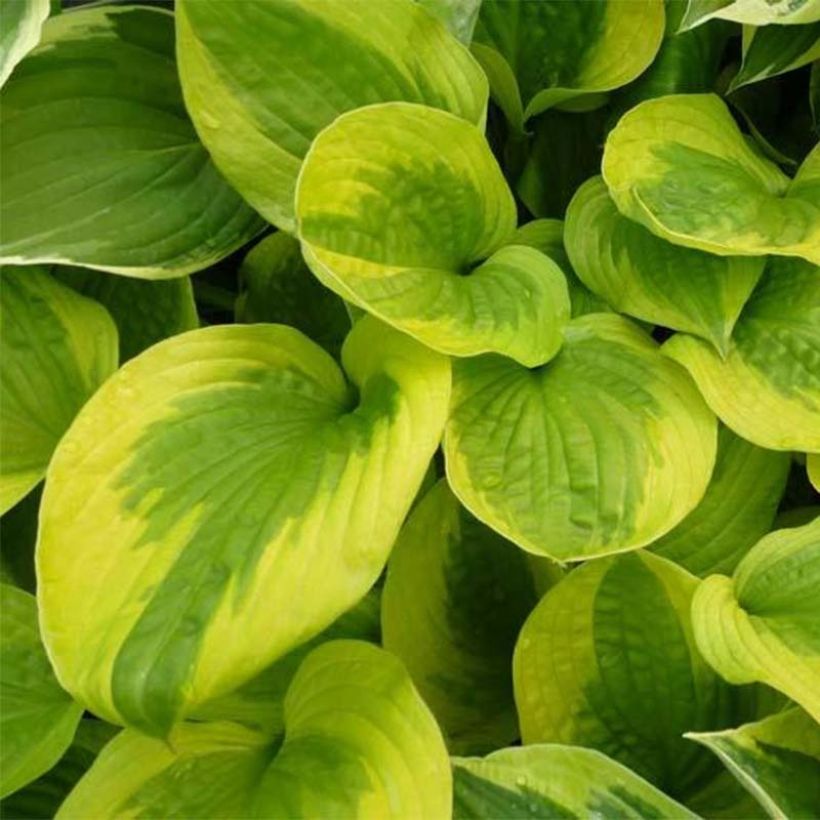 Hosta Summer Breeze (Foliage)