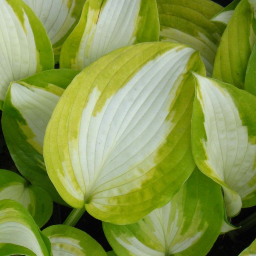 Hosta Summer Music (Foliage)