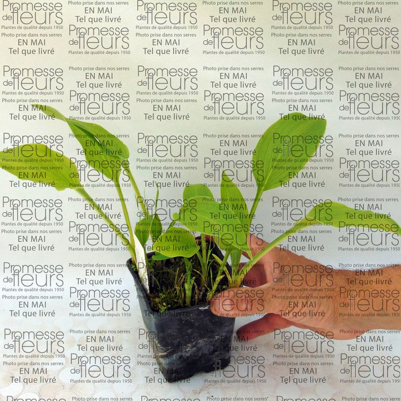 Example of Hosta Sweet Susan 8/9 cm pot specimen as delivered
