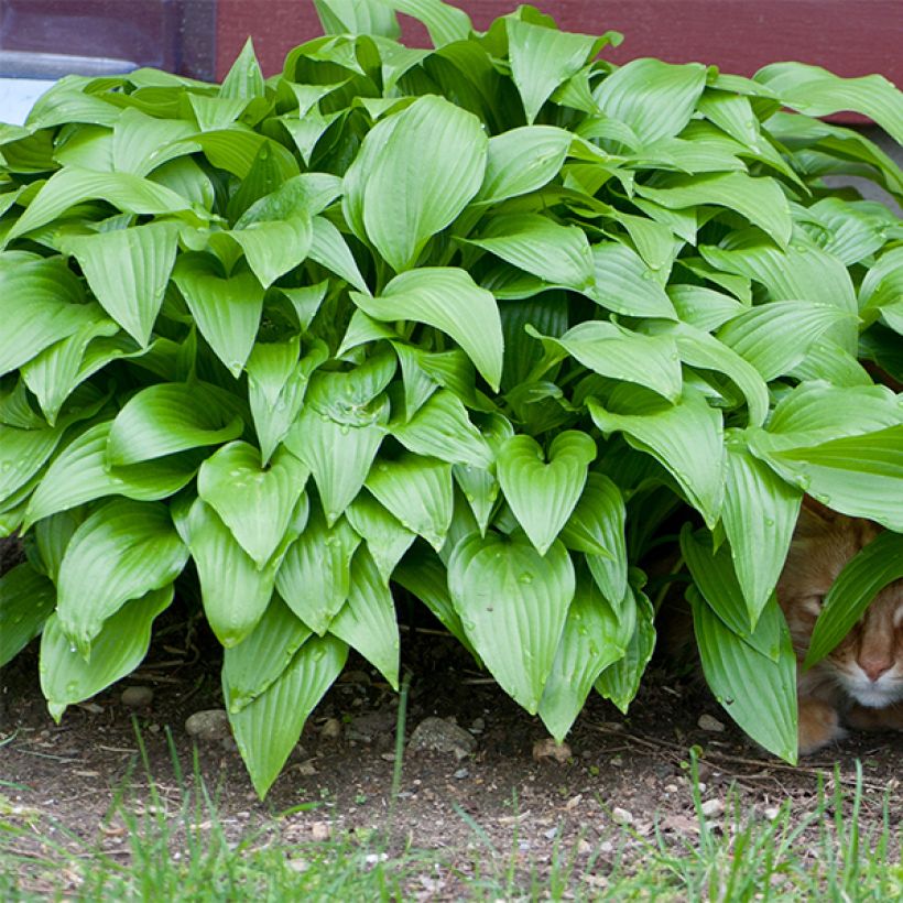 Hosta Sweet Susan (Foliage)