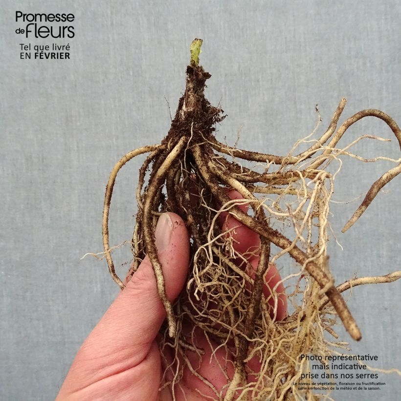 Hosta T Rex Bare root sample as delivered in winter