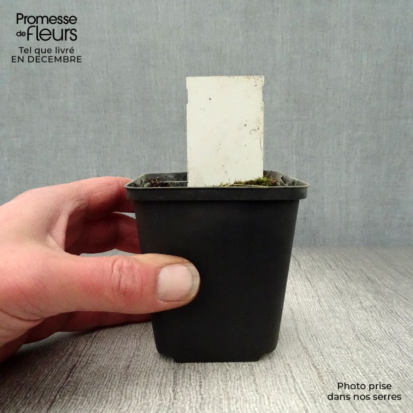 Hosta  Tall Boy 8/9 cm pot sample as delivered in winter